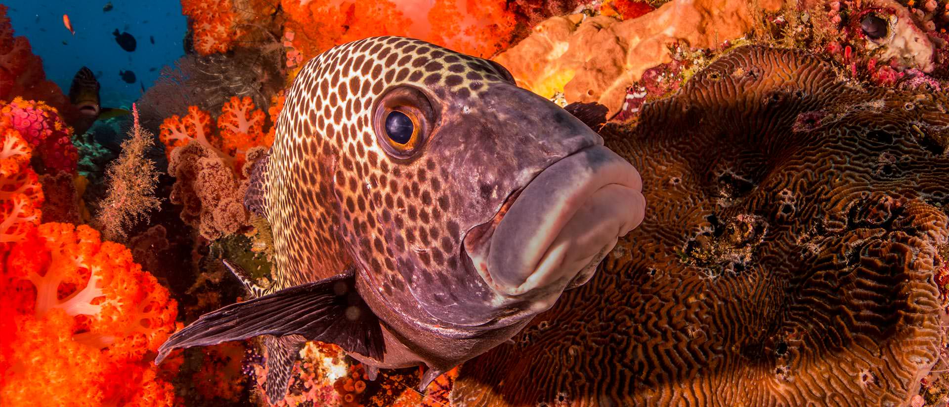 ספארי צלילה באינדונזיה - 15 יום - צלילה וטבע באינדונזיה