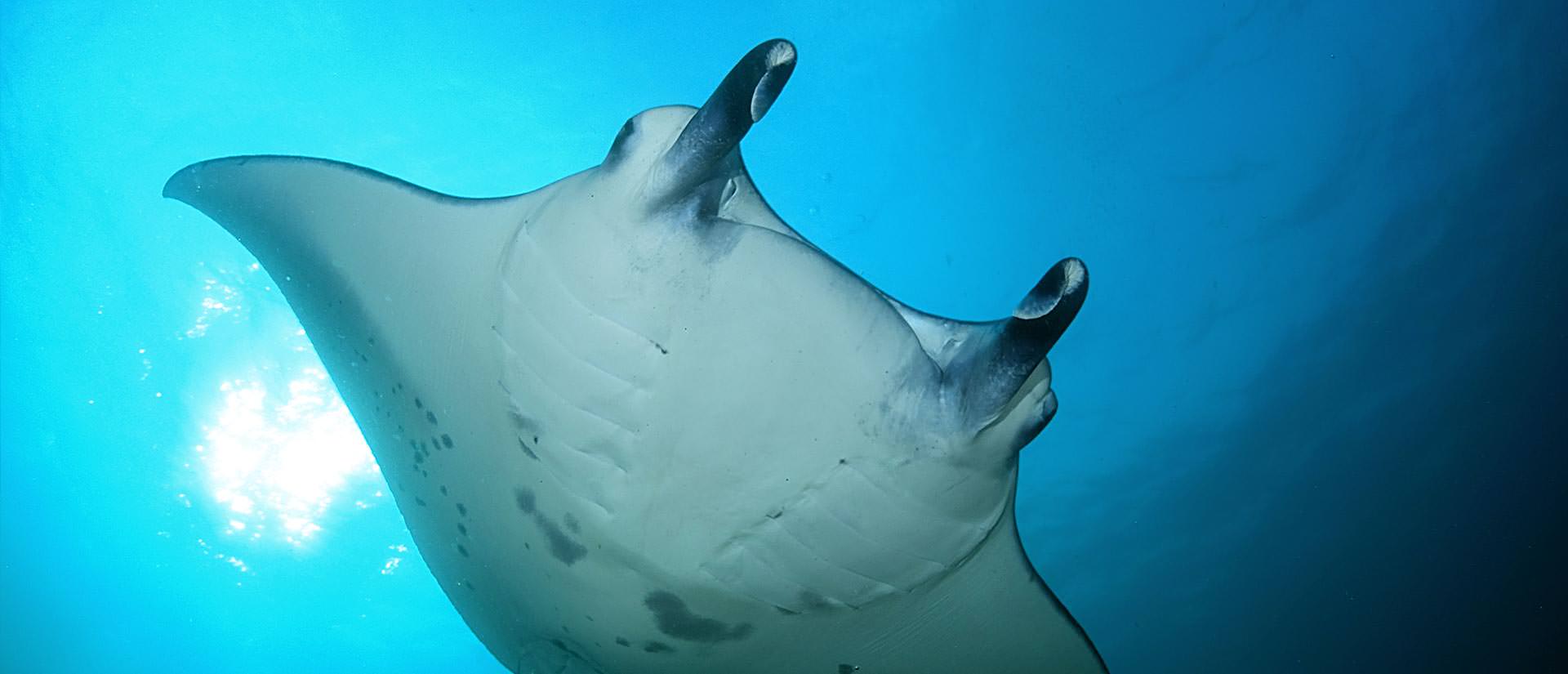 טיול צלילה לסוקורו, מקסיקו - 11 יום - כולל האי סן בנדיקטו ורוקה פרטידה