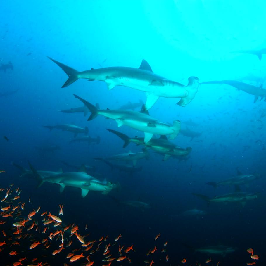 טיול צלילה לסוקורו, מקסיקו - 11 יום - כולל האי סן בנדיקטו ורוקה פרטידה