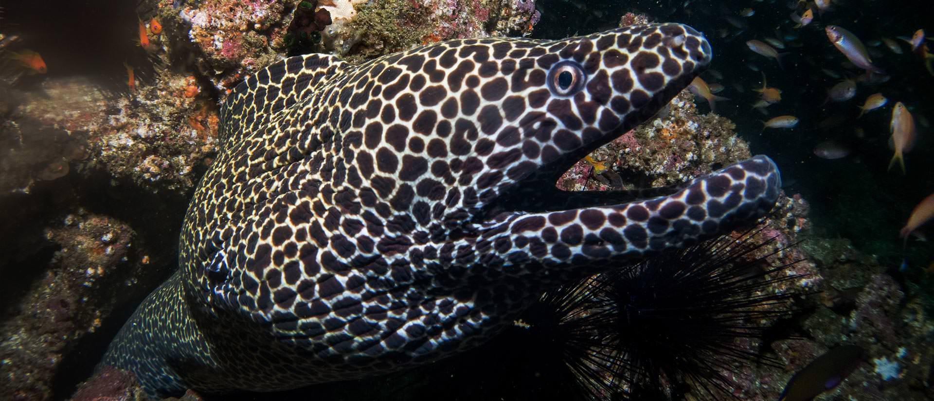 ספארי צלילה במוזמביק - 10 ימים - בשיתוף עם הגמל המעופף