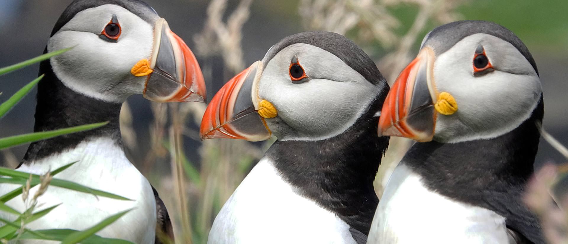 ספארי צלילה בסקוטלנד - 9 ימים - צלילה אל נבכי ההיסטוריה בסקפה פלו