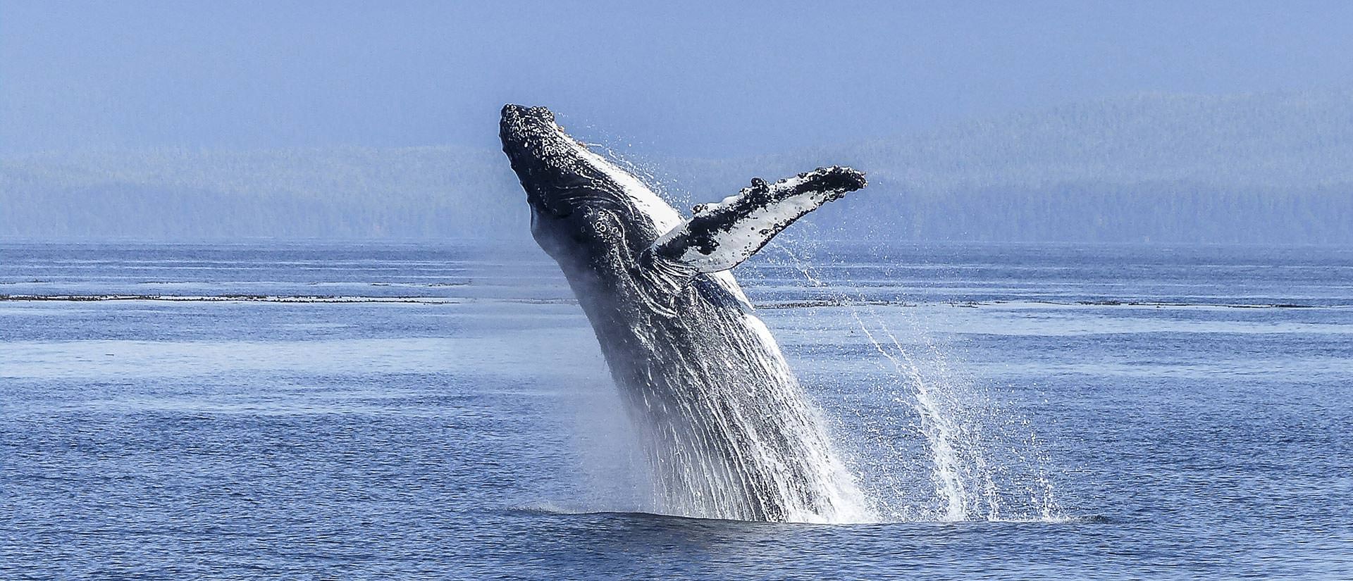 מירוץ הסרדינים - 12 יום - אל חגיגת הטבע של חופי אפריקה