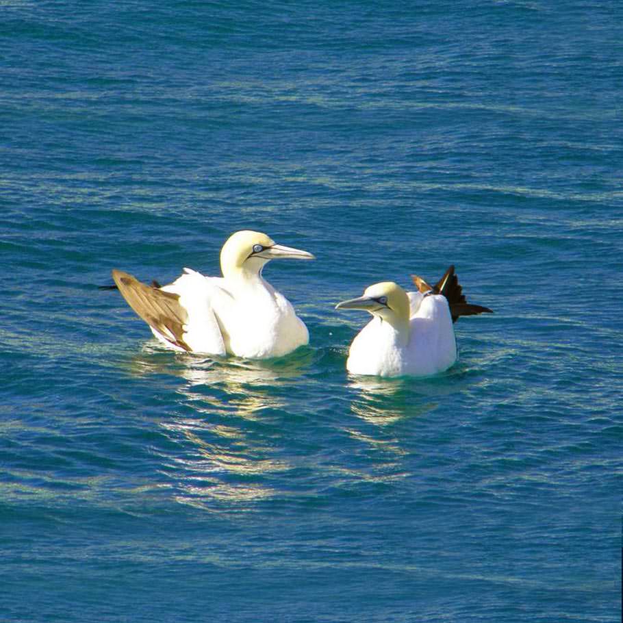 מירוץ הסרדינים - 12 יום - אל חגיגת הטבע של חופי אפריקה