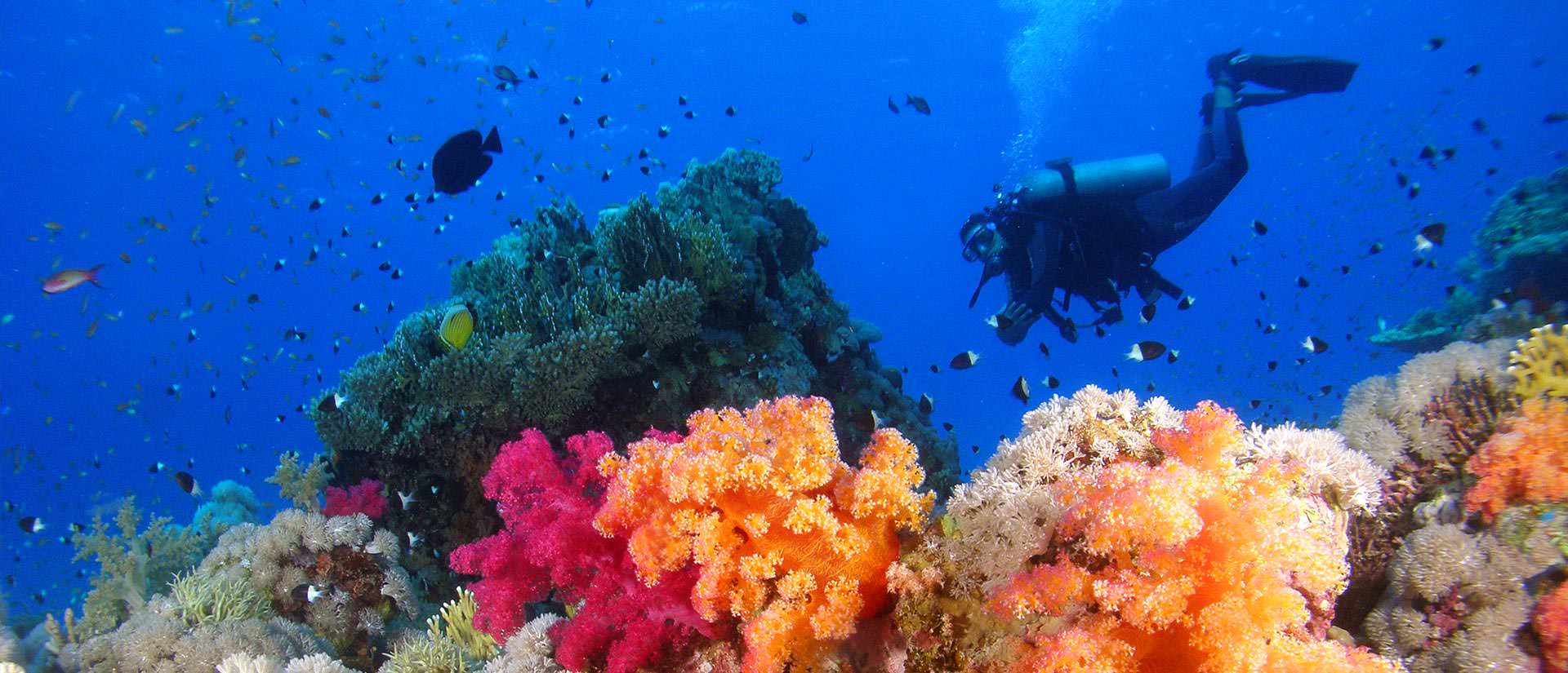 ספארי צלילה במצרים - 9 ימים - המיטב של דרום הים האדום