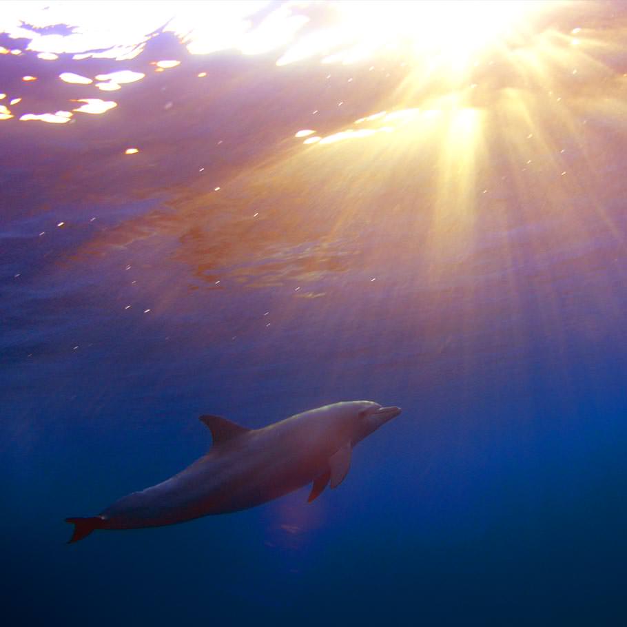 ספארי צלילה במצרים - 9 ימים - המיטב של דרום הים האדום