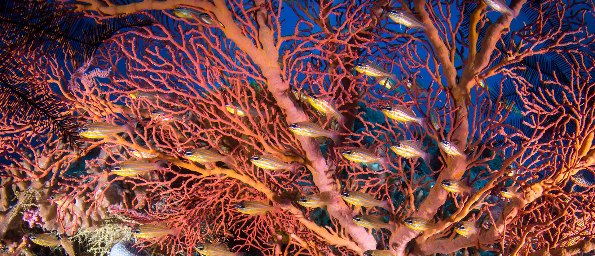 ספארי צלילה באיי פיג'י - 13 יום - אל האוקיינוס השקט