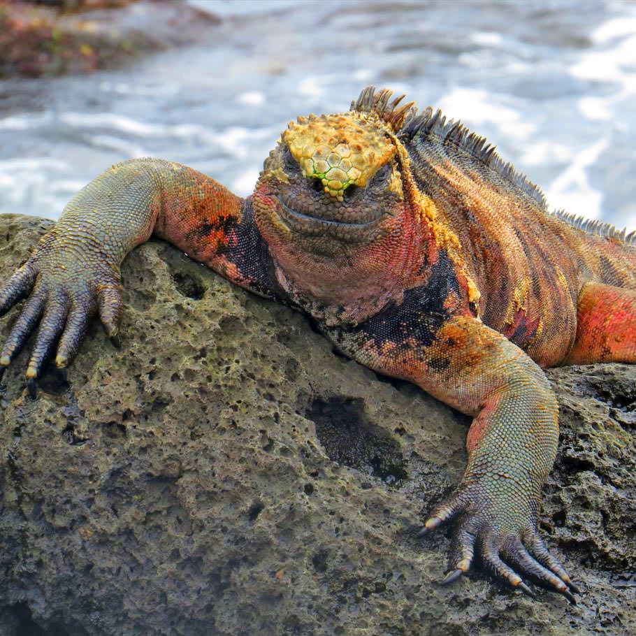 ספארי צלילה בגלפגוס - 13 יום - הקסם של איי גלפגוס