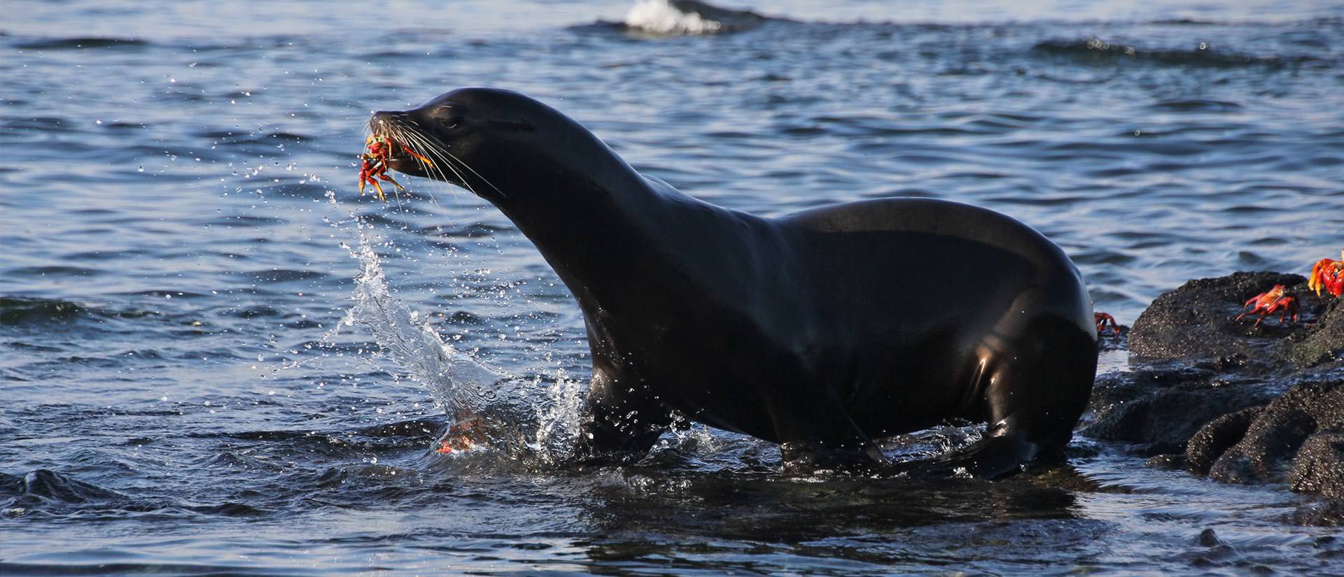 טיול לגלפגוס – 8 ימים – טיול שייט באיים המכושפים