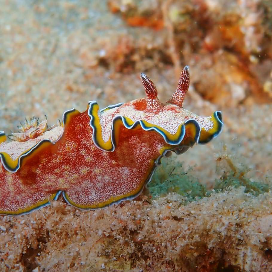 ספארי צלילה בירדן - 3 ימים - עקבה וואדי רם