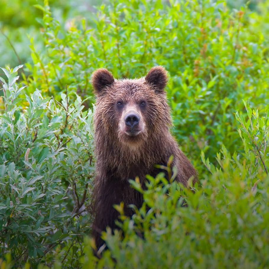 טיול לקמצ'טקה – 14 יום – הפלגה לאורך חופי קמצ'טקה וסיביר הרחוקים