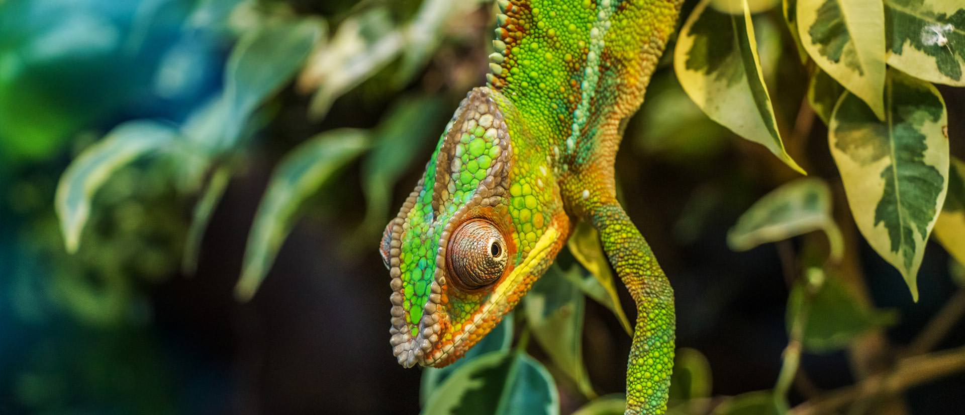 ספארי צלילה במדגסקר - 14 יום - ג'ונגל וים במדגסקר