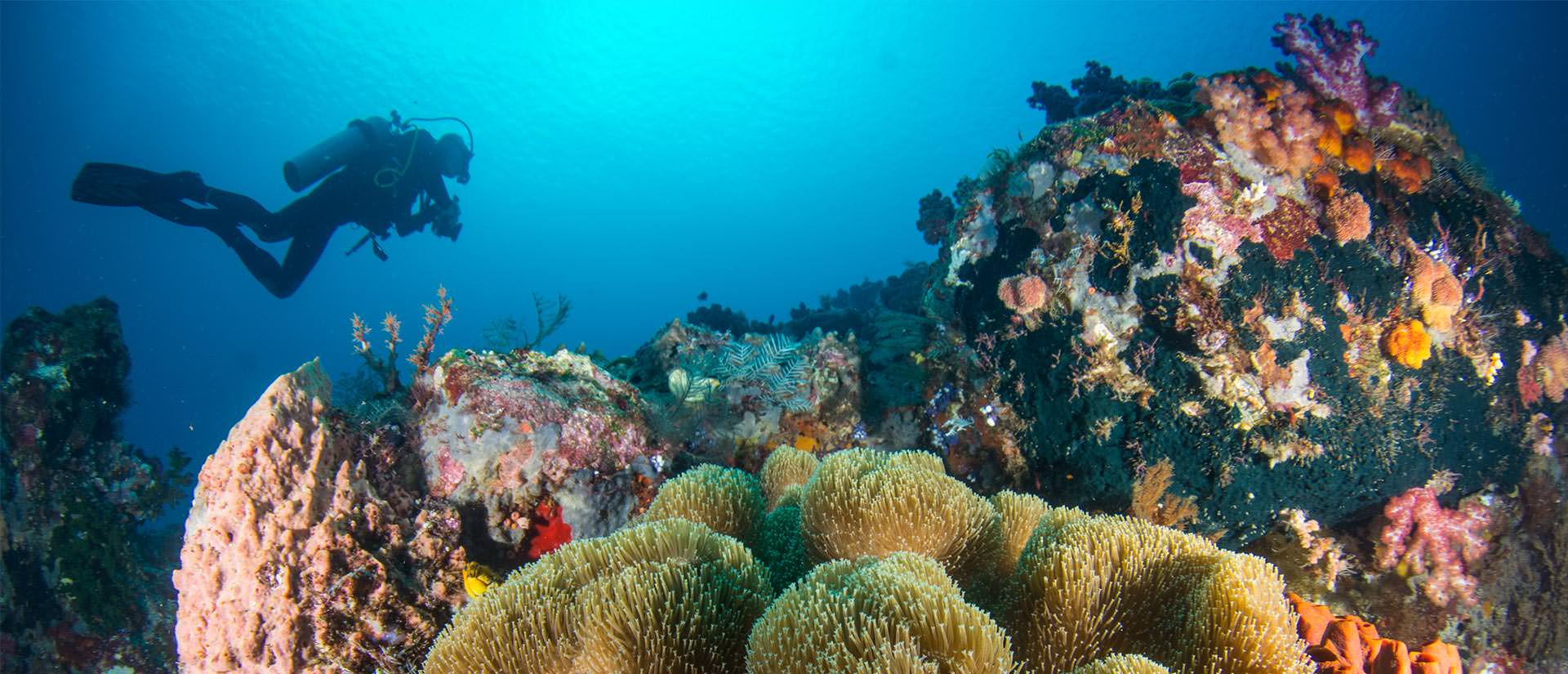 ספארי צלילה בפסיפיק - 16 יום - מפפואה גיניאה החדשה אל איי שלמה