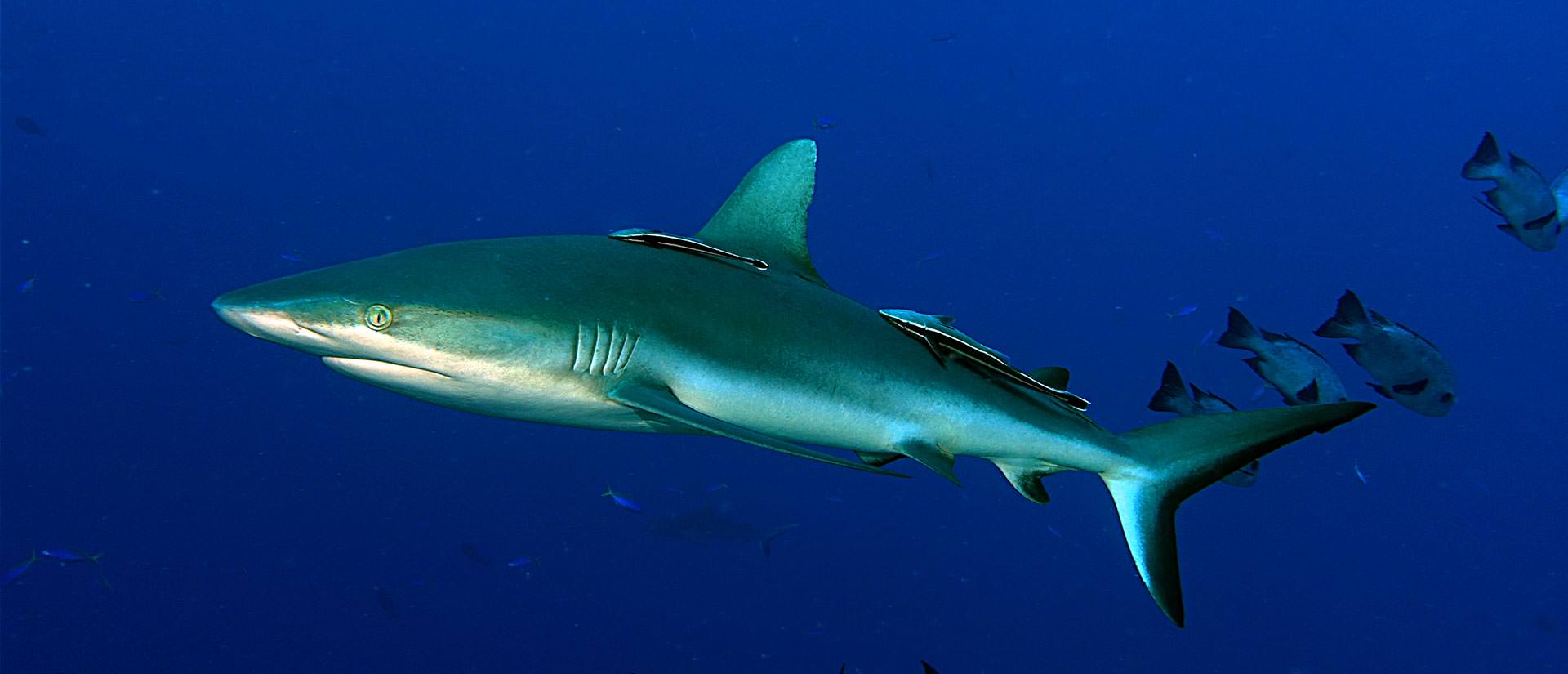 ספארי צלילה בפלאו - 10 ימים - שבוע הכרישים בפלאו