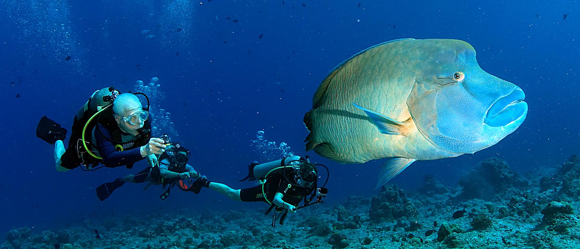 ספארי צלילה בפלאו – 15 יום – פלאי פלאו