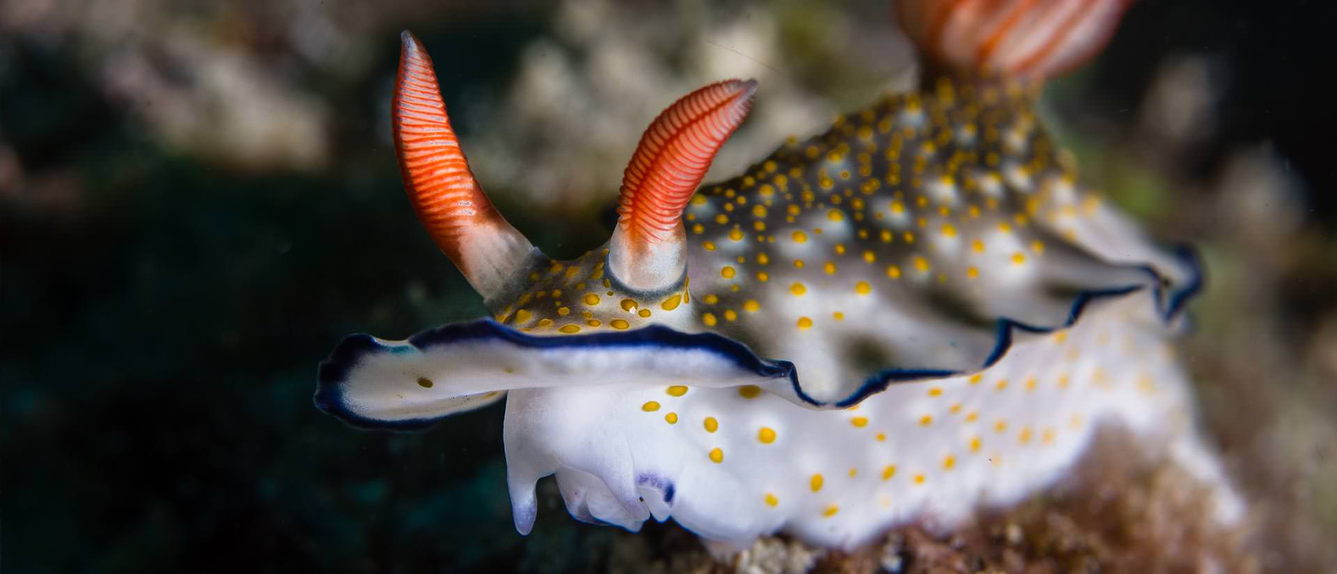 ספארי צלילה בפיליפינים - 14 יום - כרישים בפיליפינים