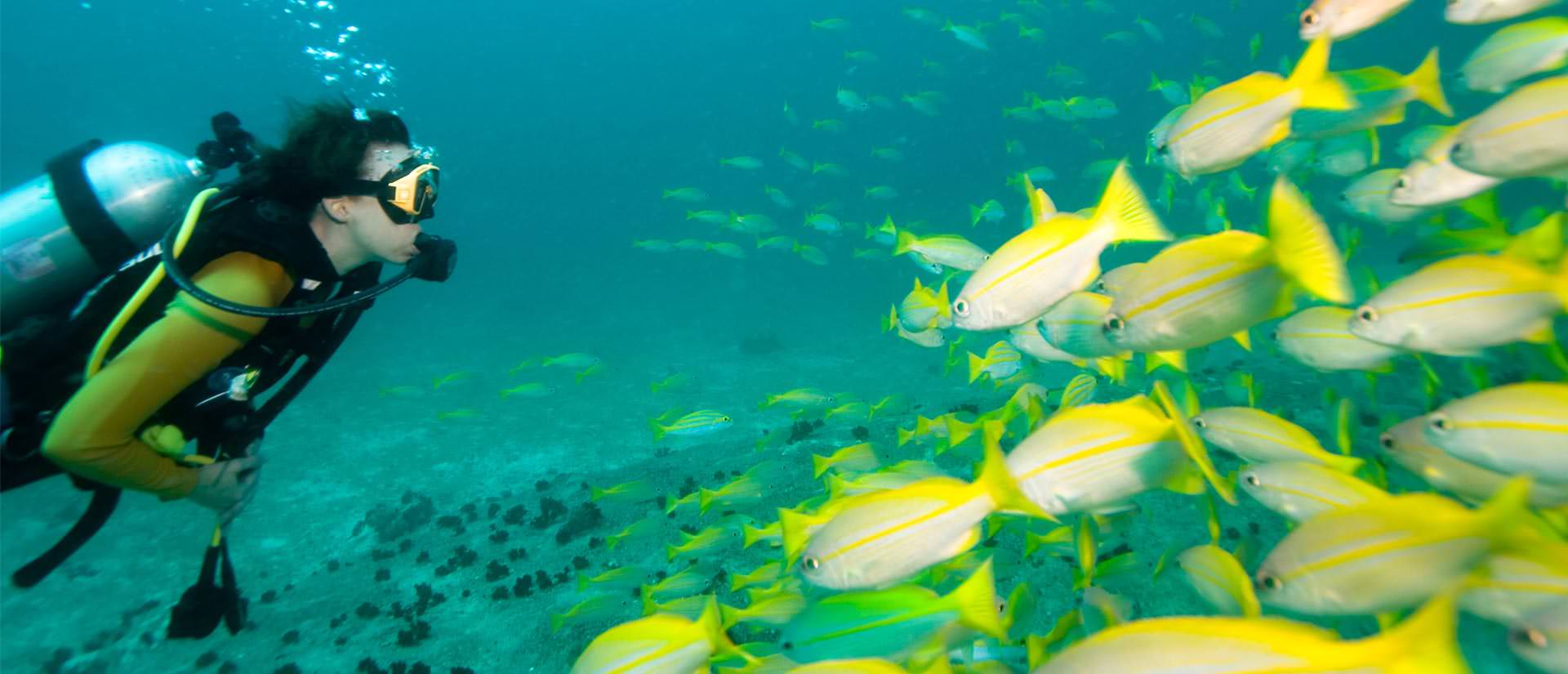 ספארי צלילה באיי סיישל - 9 ימים - הפלגת צלילה וטבע בסיישל