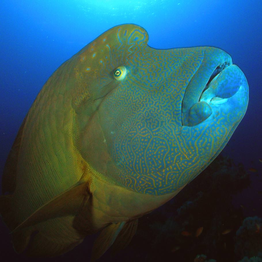 ספארי צלילה בסיני - 4 ימים - המיטב של סיני