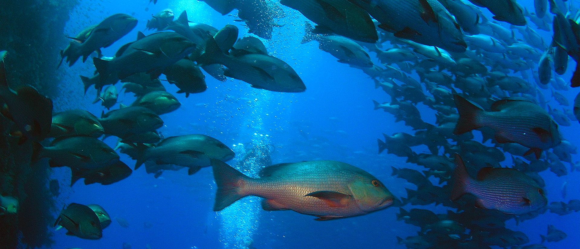 ספארי צלילה בסיני - 5 ימים - דרום סיני ואבו נוחאס