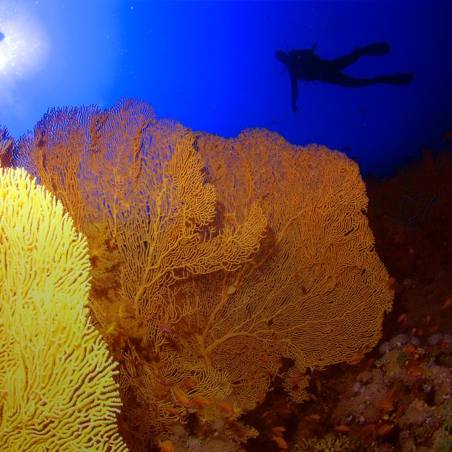 ספארי צלילה בסיני - 5 ימים - דרום סיני ואבו נוחאס