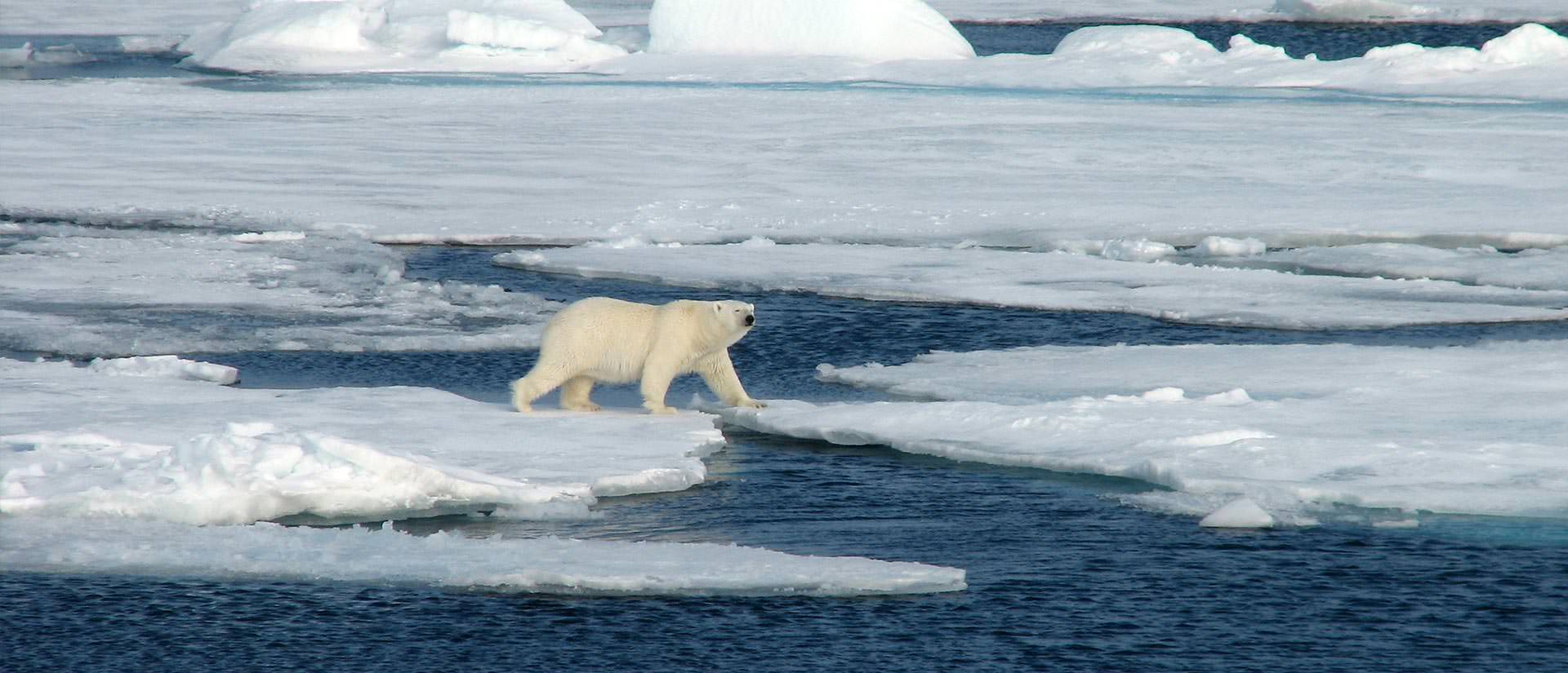 טיול לשפיצברגן - 8 ימים - אל ביתם של דובי הקוטב
