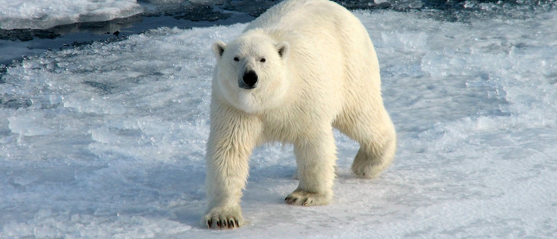 טיול לשפיצברגן - 8 עד 13 יום - שייט בעקבות דובי קוטב