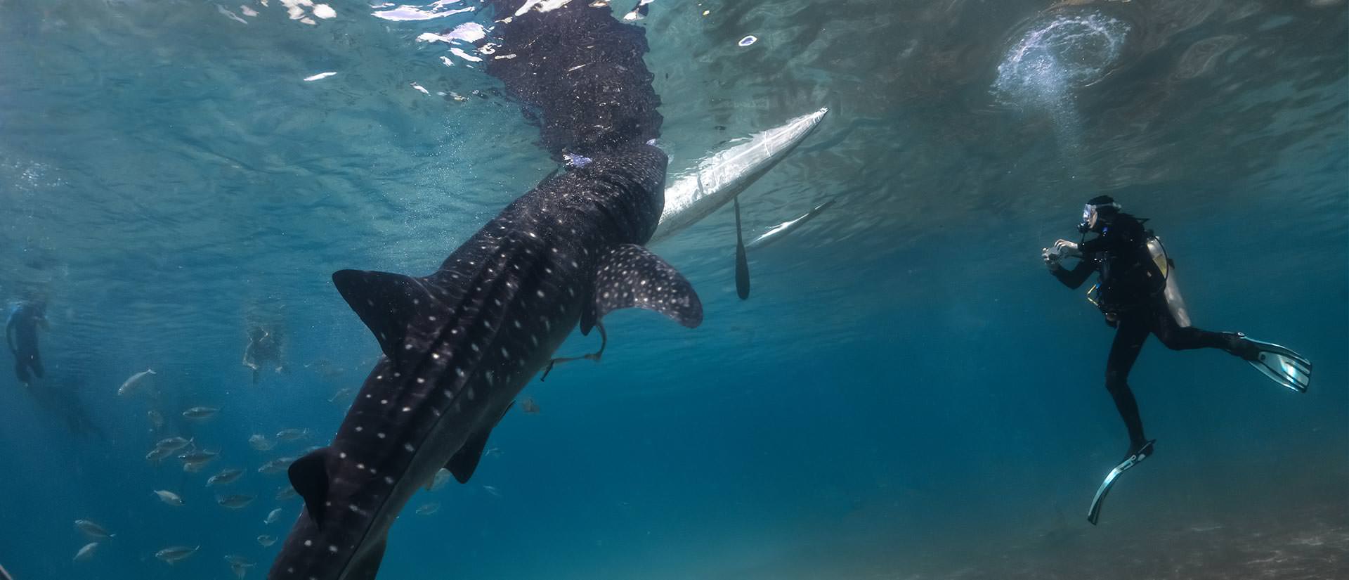 ספארי צלילה בטנזניה - 13 יום - ים ויבשה באפריקה