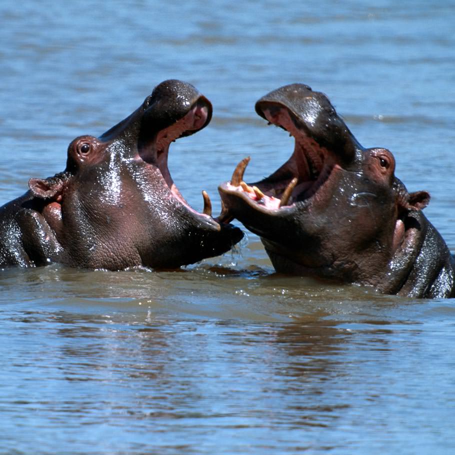 ספארי צלילה בטנזניה - 13 יום - ים ויבשה באפריקה