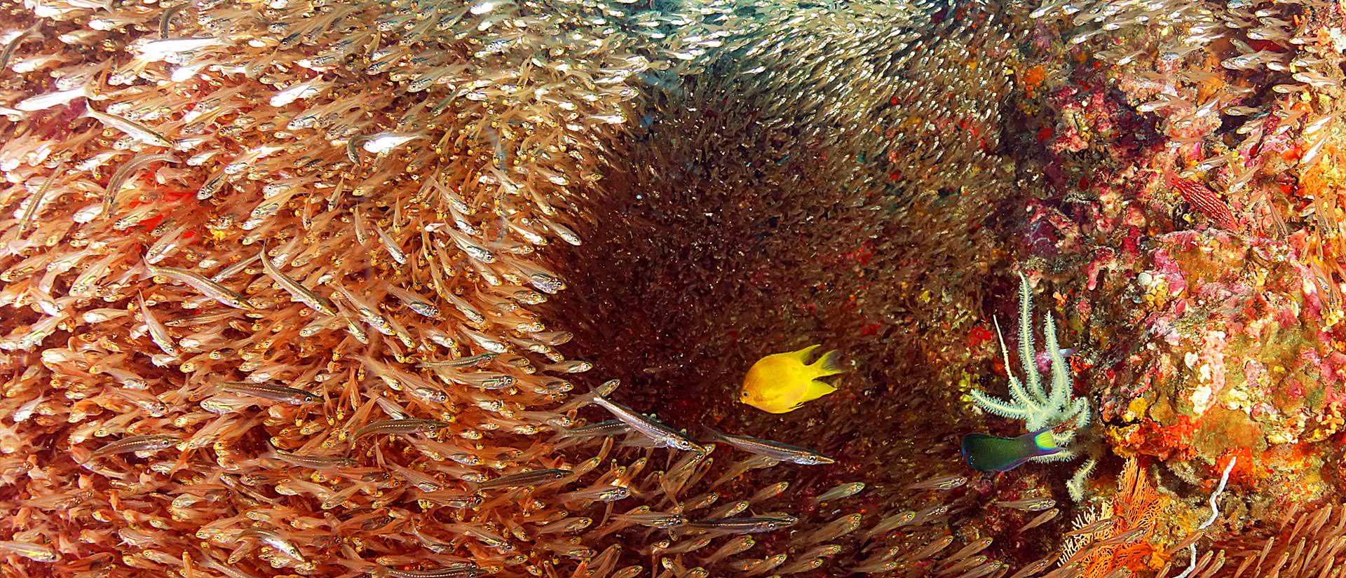 ספארי צלילה בתאילנד - 10 ימים - הפלגת צלילה וטבע בתאילנד