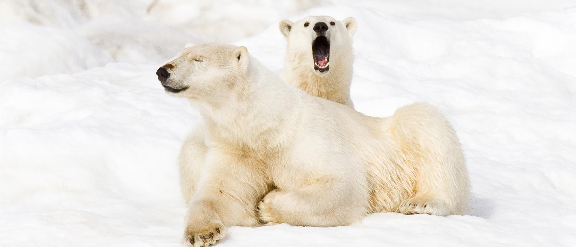 טיול לאיי ווראנגל – 15 יום – הפלגה אל מעבר לקצה העולם