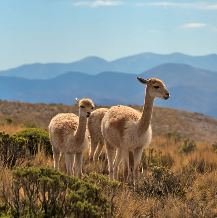 ארגנטינה צ'ילה ברזיל - מקיף מקוצר