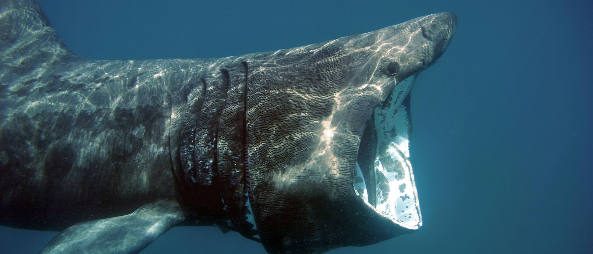 13 עובדות קטנות על כריש אחד ענק