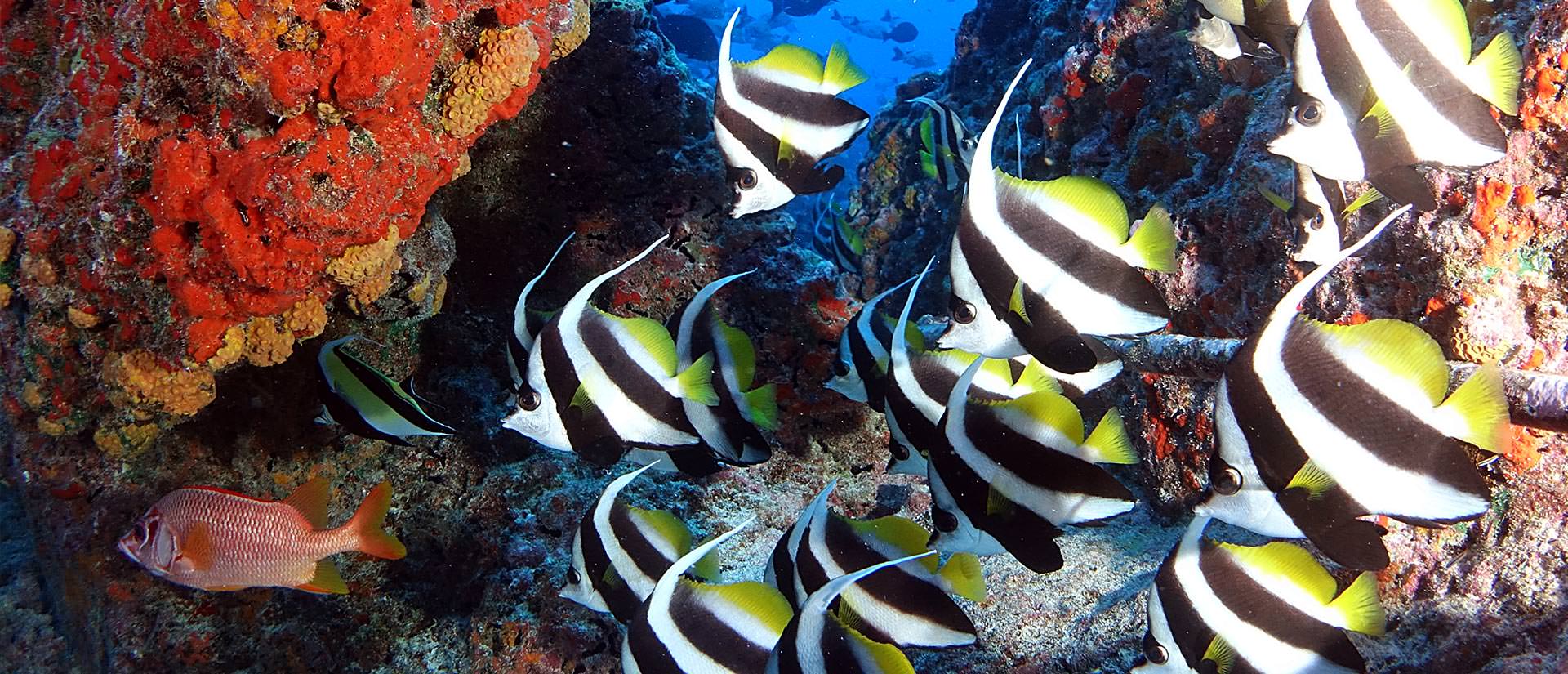 אתרי הצלילה המפורסמים ביותר בעולם