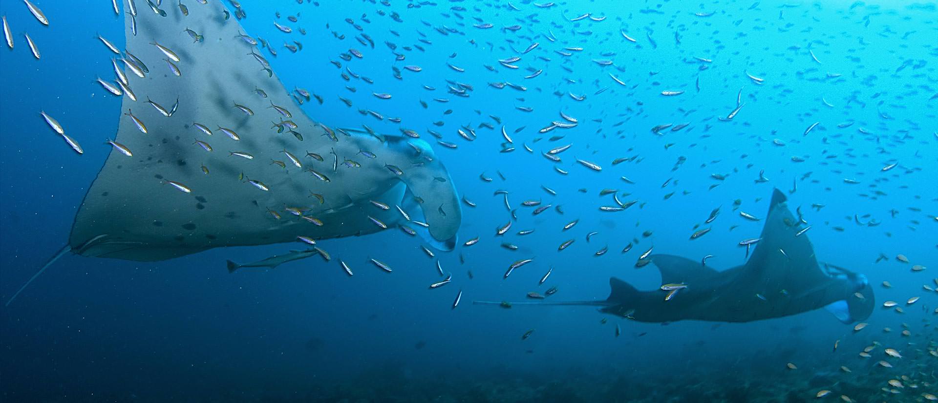 האיים המלדיביים: מפרץ האניפארו