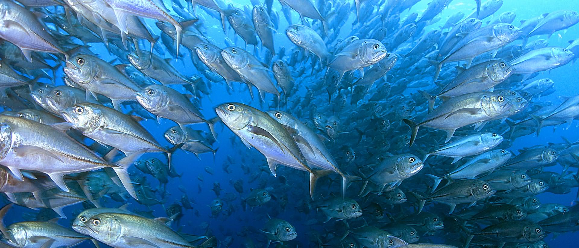 ריף הוק – מה זה, איך משתמשים בזה ומהיכן משיגים כזה?