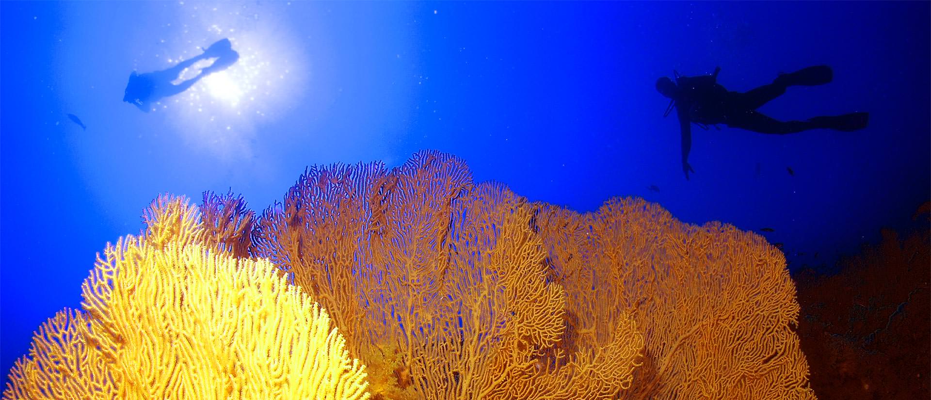 איך אורזים לספארי צלילה?