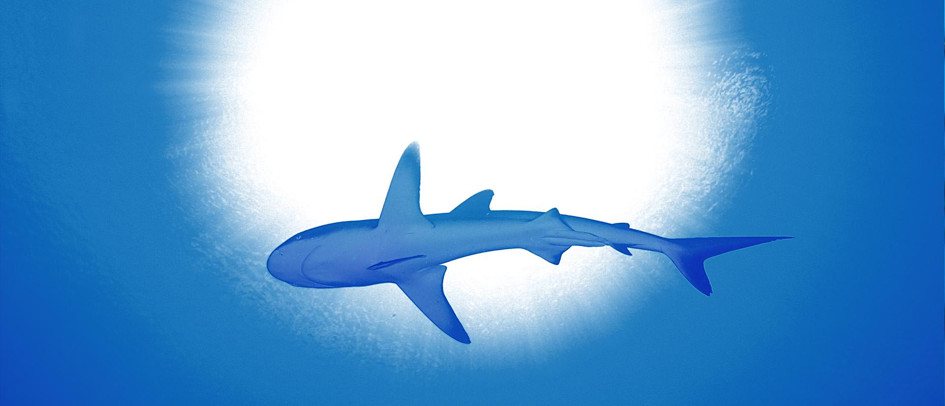 ספארי צלילה עם כרישים - 10 טיפים לכרישאי המתחיל