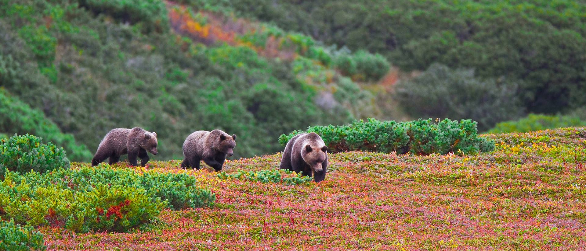 10 חוויות מרגשות מטיול בקמצ'טקה