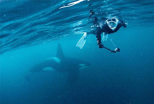 ספארי צלילה בנורבגיה - בעקבות לוויתנים קטנים
