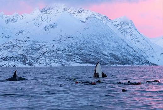 ספארי צלילה בנורבגיה - בעקבות לוויתנים קטנים