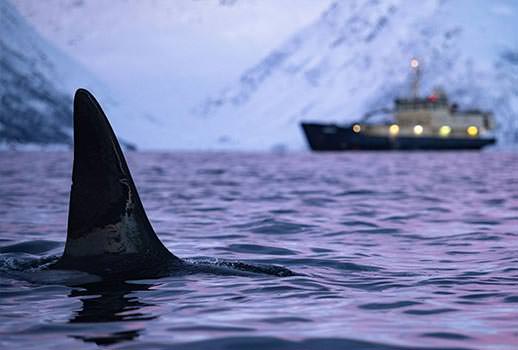 ספארי צלילה בנורבגיה - בעקבות לוויתנים קטנים