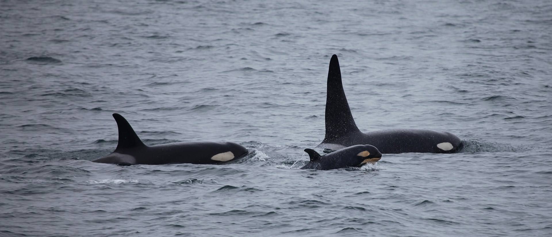 ספארי ימי בנורווגיה - 9 ימים - בעקבות הלווייתן הקטלן
