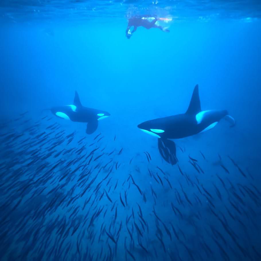 ספארי ימי בנורווגיה - 9 ימים - בעקבות הלווייתן הקטלן