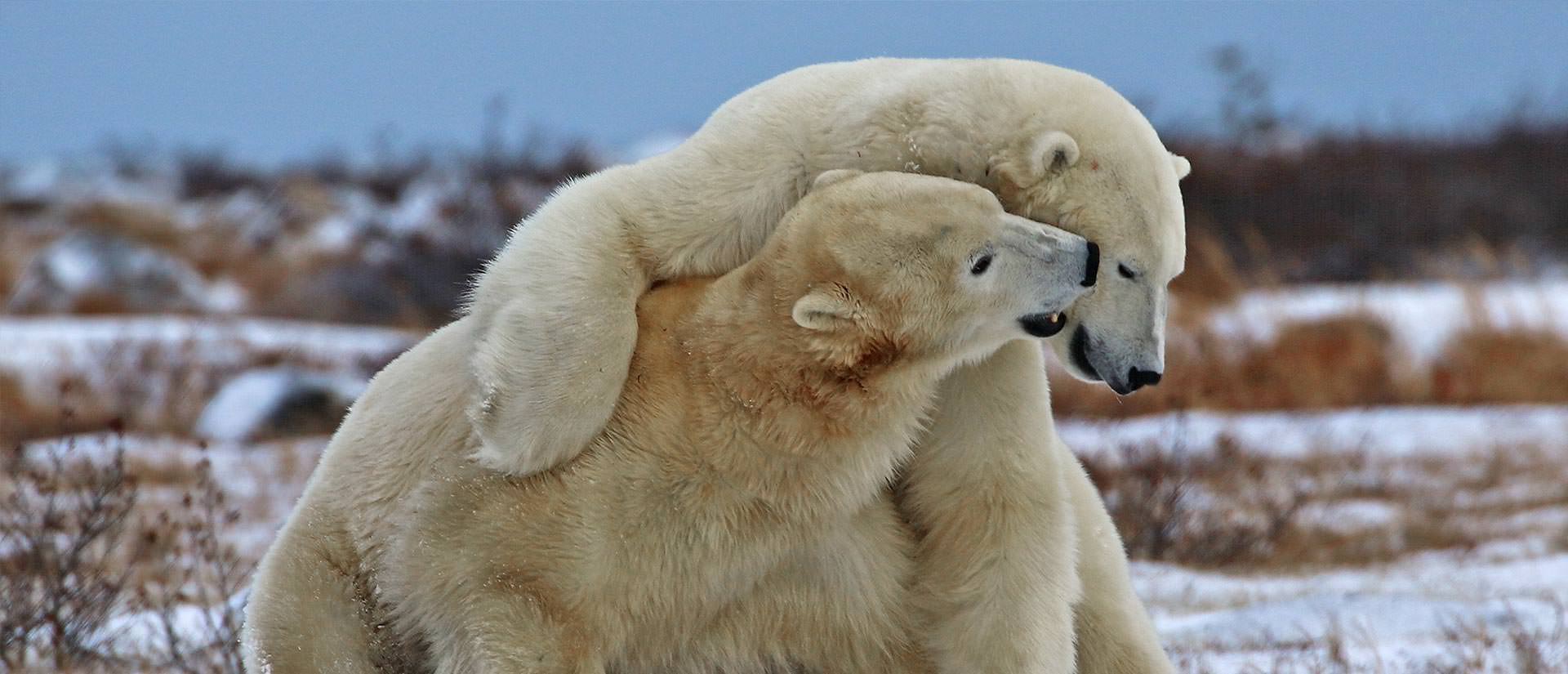 המקומות הטובים בעולם לצפייה בדובי קוטב