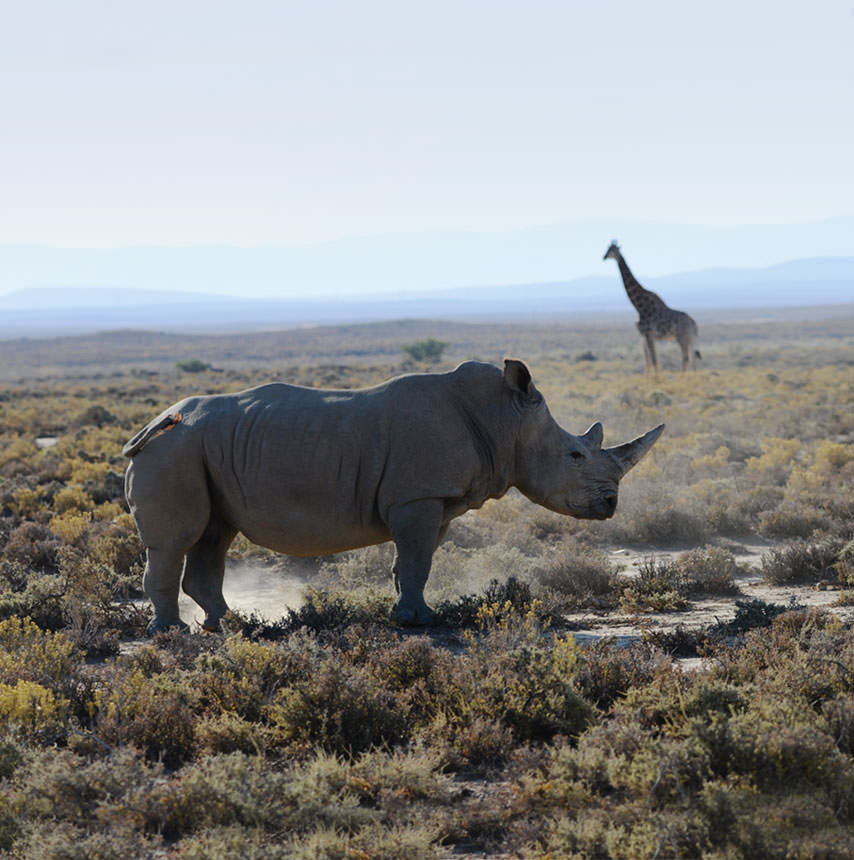 דרום אפריקה מקיף