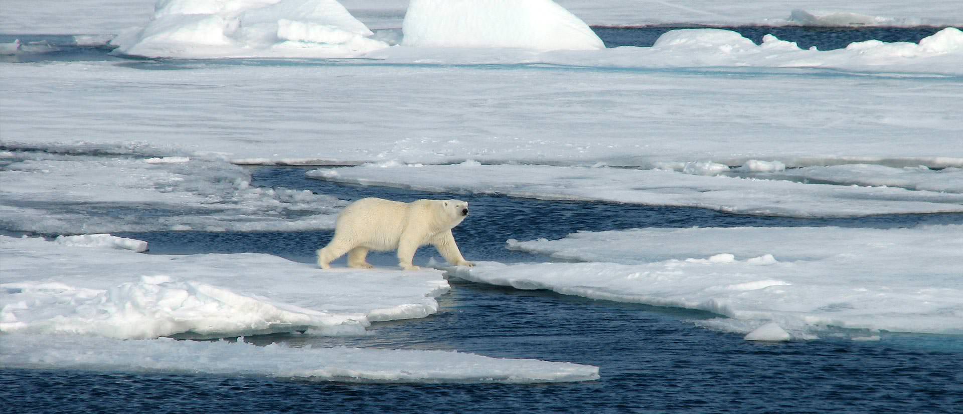 שפיצברגן - מסע ימי אל אי הדובים