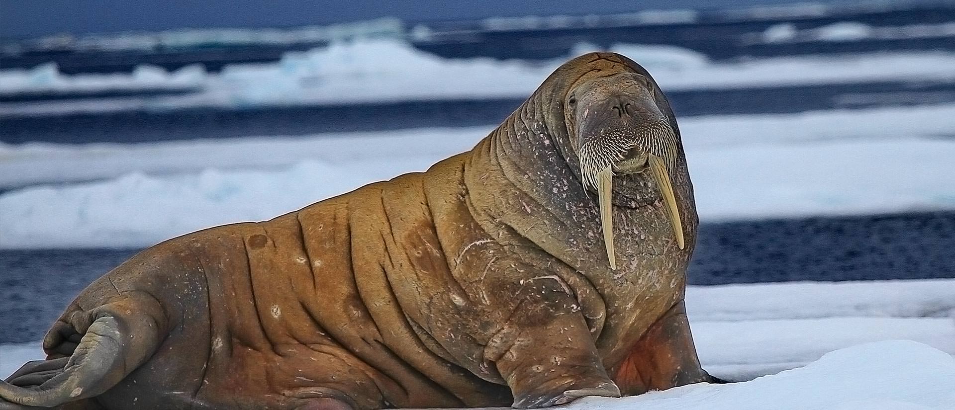 מסעותיי באי ווראנגל