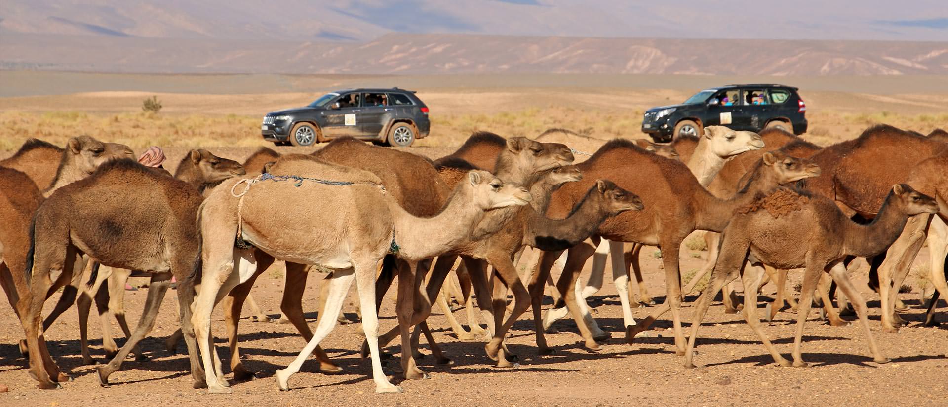 מלכת המדבר למרוקו
