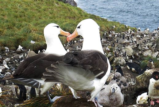 מושבות אלבטרוסים בג'ורג'יה הדרומית, אנטארקטיקה | צילום: אמיר גור