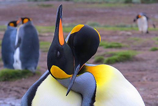 פינגווינים מלכותיים בג'ורג'יה הדרומית, אנטארקטיקה | צילום: אמיר גור