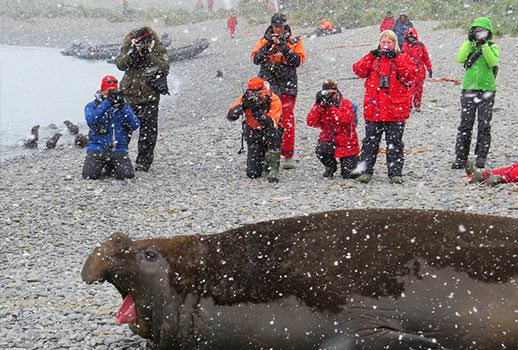 פיל ים מדגמן לצלמים, אנטארקטיקה | צילום: אמיר גור